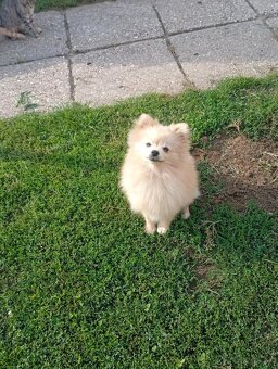 Oranžový špic -Pomeranian - 5