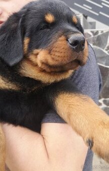 Rottweiler, Rotvajler, RTW - posledný psík - 5