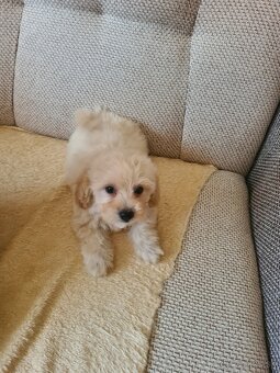 Maltipoo - 5