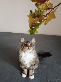 Maine coon - 5