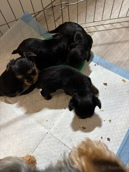 Yorksirský teriér - 5