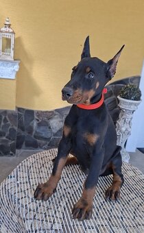 DOBERMAN ŠTENIATKA S FCI P.P. - 5