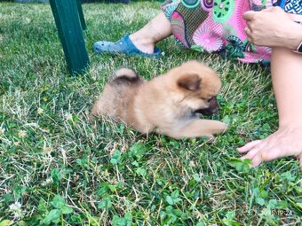 Pomeranian špic oranžovy šteňa k odberu ihneď. - 5
