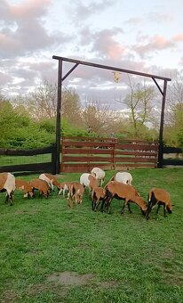 Predám Kamerúnske ovce - 5