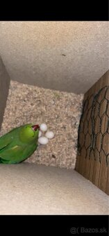 Predám cely chov a drevené voliéry - 5