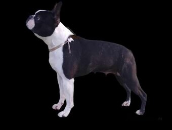 Bostonský teriér,Boston,Boston Terrier - 5