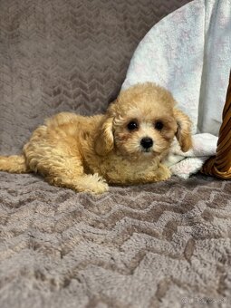 Maltipoo - 5