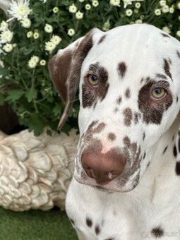 Dalmatínsky pes - 5