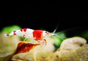 Krevetky Caridina Crystal Black a Red - 5
