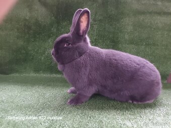 Králiky - 5