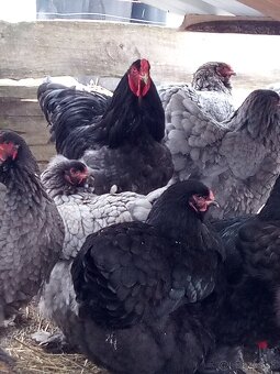 NV Brahman modré čierne 1,50€ - 5