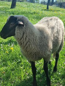 Kozi ovce - 5