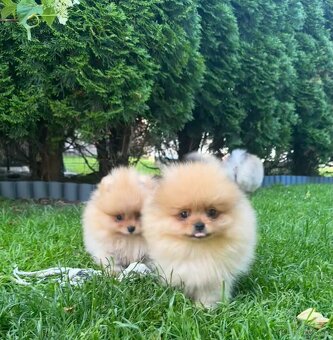 Pomeranian s pp FCI - 5