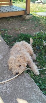 Puli na predaj/ Eladó puli kölykök - 5