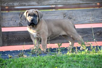 Cane Corso štěňata s FCI PP - 5
