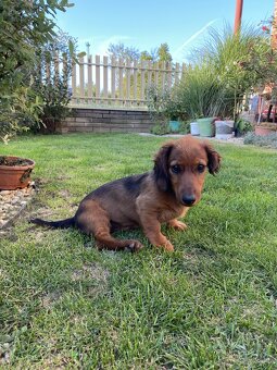 Jazvečik dlhosrstý predaj - 5