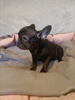 Šteniatka k odberu, Francúzsky buldoček, modré psy a čierna - 5