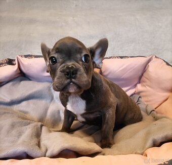 Šteniatka k odberu, Francúzsky buldoček, modré psy a čierna - 5