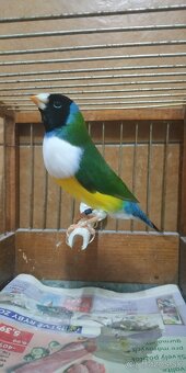 Predám amadina gouldová - 5