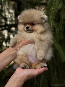 Pomeranain MINI fenečka PP FCI - 5