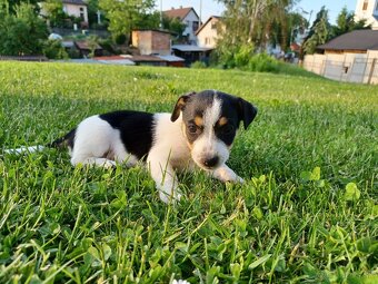 Šteniatka Jack Russel teriér - 5