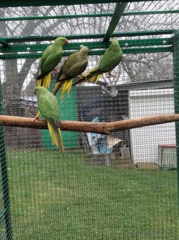 Alexander maly hch - 5