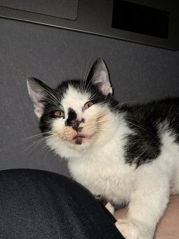 Darujem mačiatko - kocúrik - 5