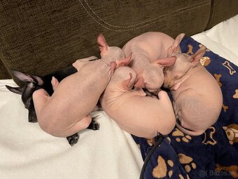 Peruánsky naháč malý - POSLEDNÝ VOĽNÝ PSÍK - 5