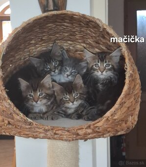 Mainská Mývalia mačka / Maine Coon - 5
