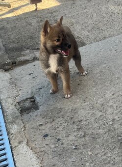 Shiba inu - 5