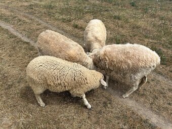 Predavam ovce merino - 5