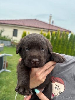 Cokoladovy labrador FCI s PP - 5