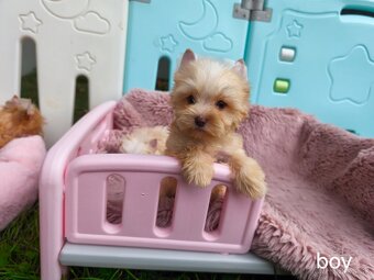 Barevný jorkšírský teriér s PP - yorkshire - 5