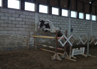 Mladý valach atraktívnej farby - 5