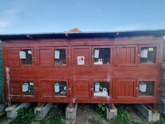 KRÁLIKAREŇ -ZAJAČNÍK - 5