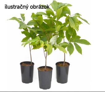 Paw-Paw, banán Severu, Indiánsky Banán, Asimina Triloba - 5