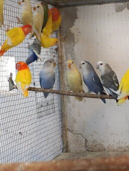 Agapornis,krmivo - 5