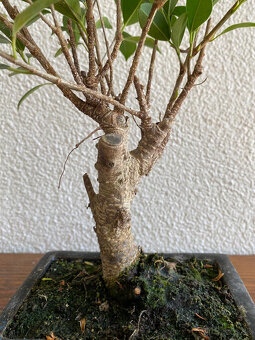 Fikus Ficus Retusa bonsaj2 - 5