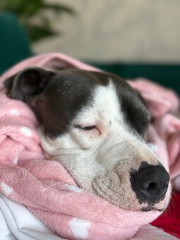 Darujem stafordku - 5