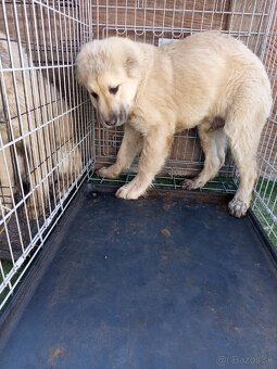predám šteniatka stredoázijaka - 5