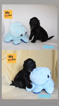 Labradoodle F1B - 5