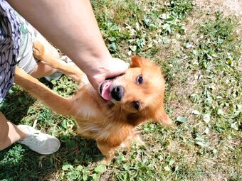 Darujem jemnú sučku Rosie - mix nemecký špic - 5