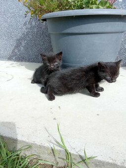 Darujem mačiatka - 5