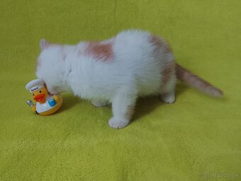 Exotické britské mačiatka - 5