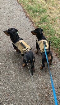 Darujem dvoch 1,5 ročných čistokrvných jazvečíkov len spolu - 5