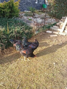 Kohút Barneveld - 5