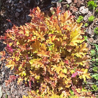 Heuchera Marmelade - 5