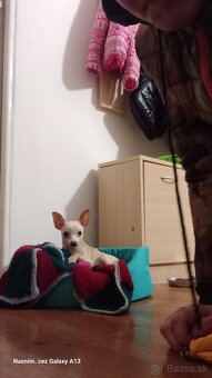 Mini čivava - 5