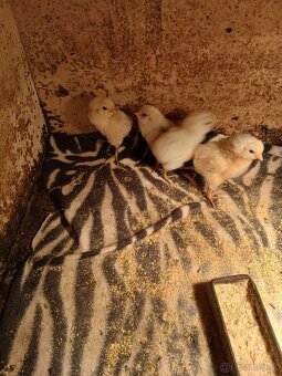 Predam kacice, akuriatka Kalimero Araucana - 5