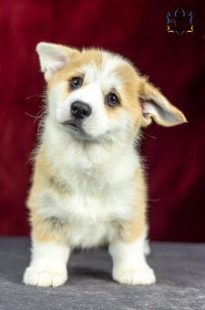 Predám šteniatka plemena Welsh Corgi Pembroke - 5